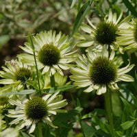 Sonnenhut ‘Green Jewel’ - Echinacea purpurea green jewel - Bakker
