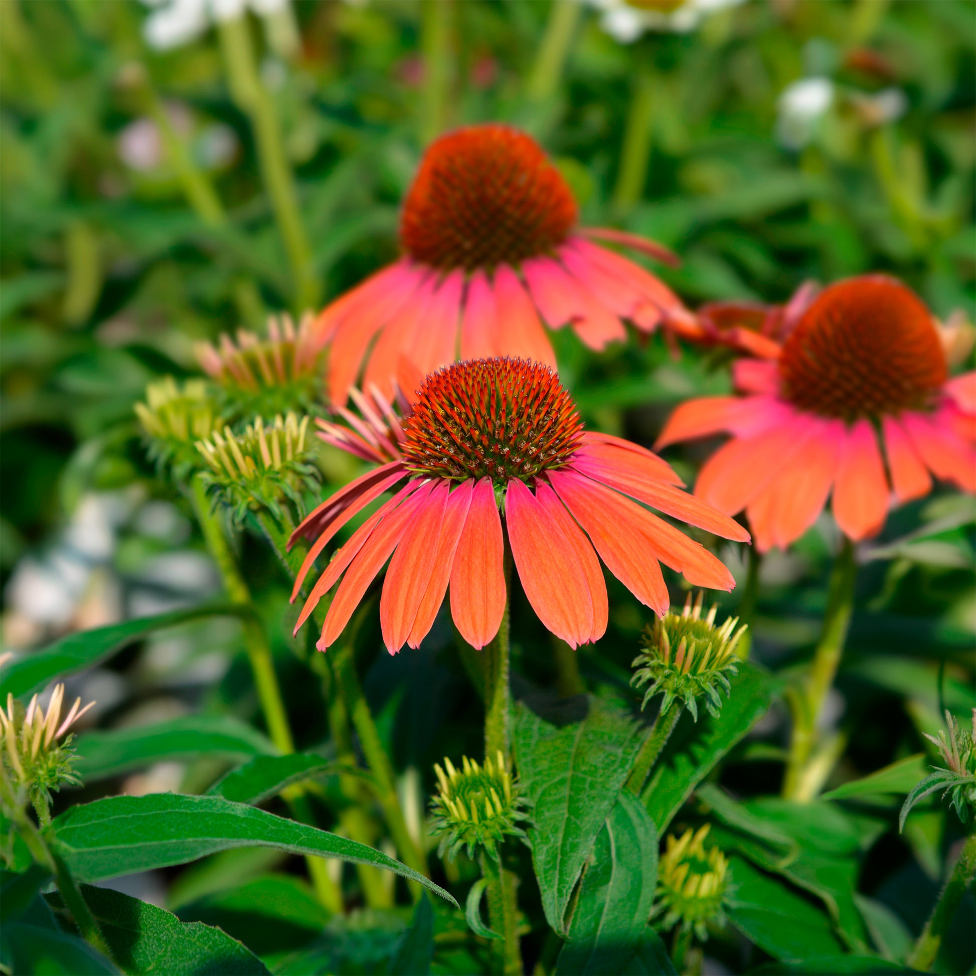 Sonnenhut ‘Julia’ - Echinacea purpurea julia - Bakker