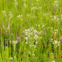 Palmlilienblättrige Mannstreu - Eryngium yuccifolium - Bakker
