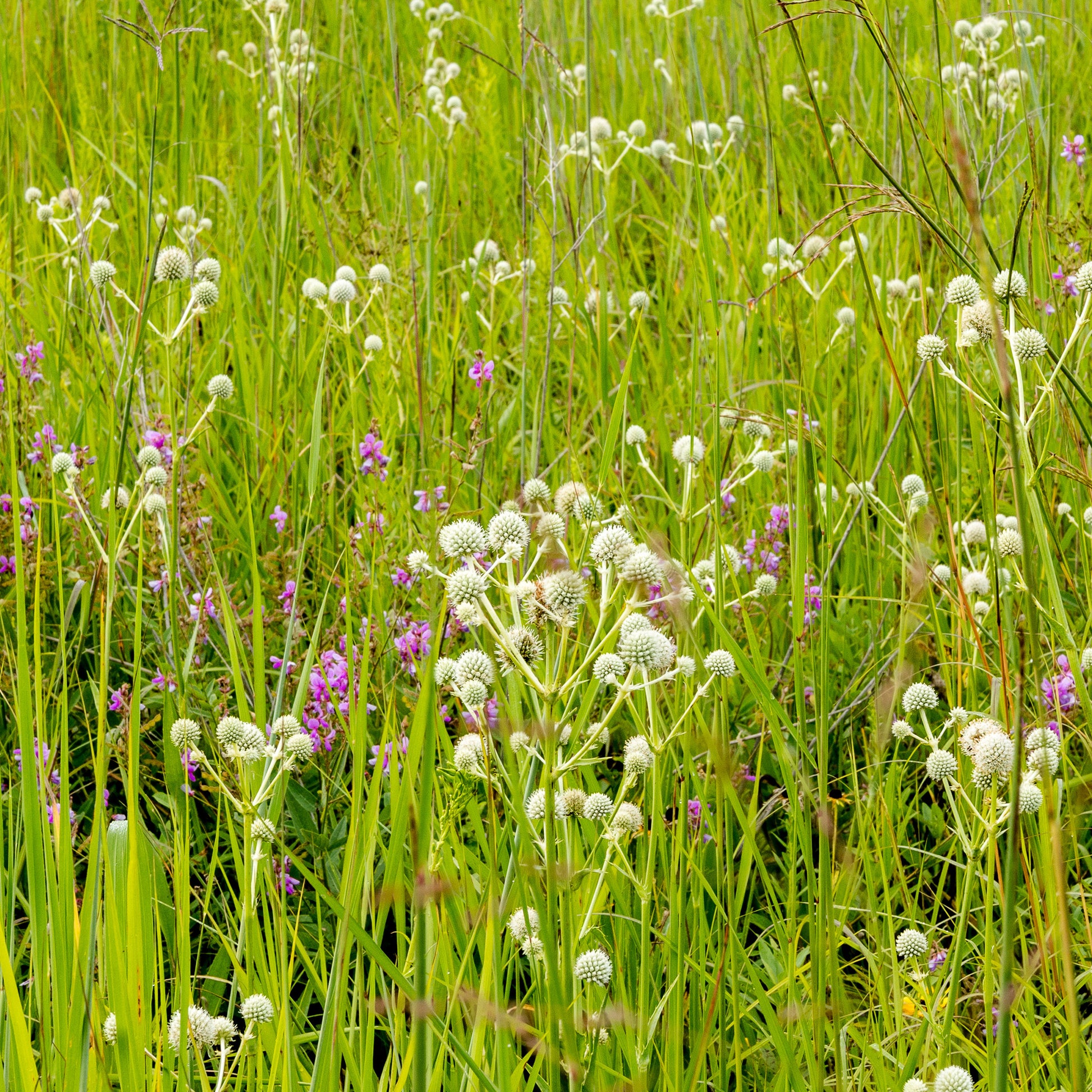 Palmlilienblättrige Mannstreu - Eryngium yuccifolium - Bakker