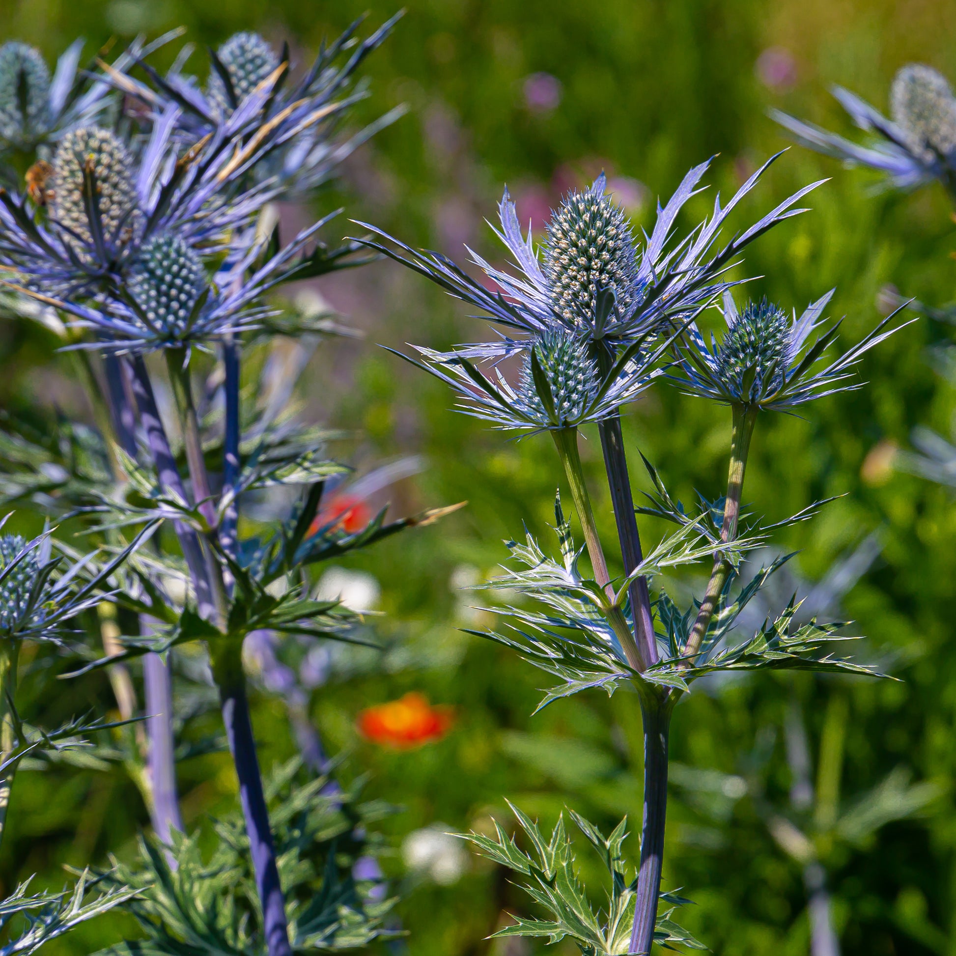 Blaue Stranddistel 'Lapis Blue' - Eryngium maritimum Lapis Blue - Bakker