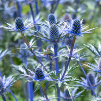 Eryngium zabelii big blue - Blaue Edeldistel Big Blue - Mannstreu