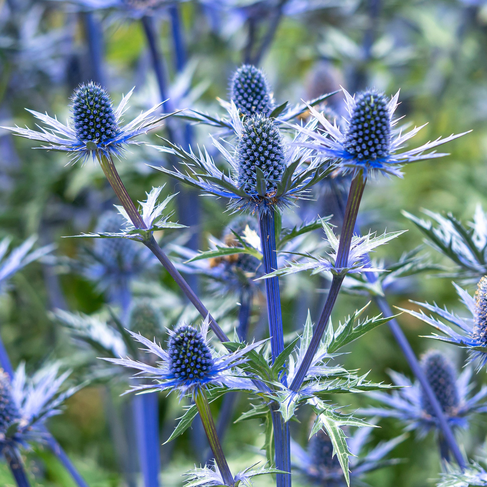 Eryngium zabelii big blue - Blaue Edeldistel Big Blue - Mannstreu