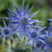 Blaue Edeldistel Big Blue - Eryngium zabelii big blue - Bakker