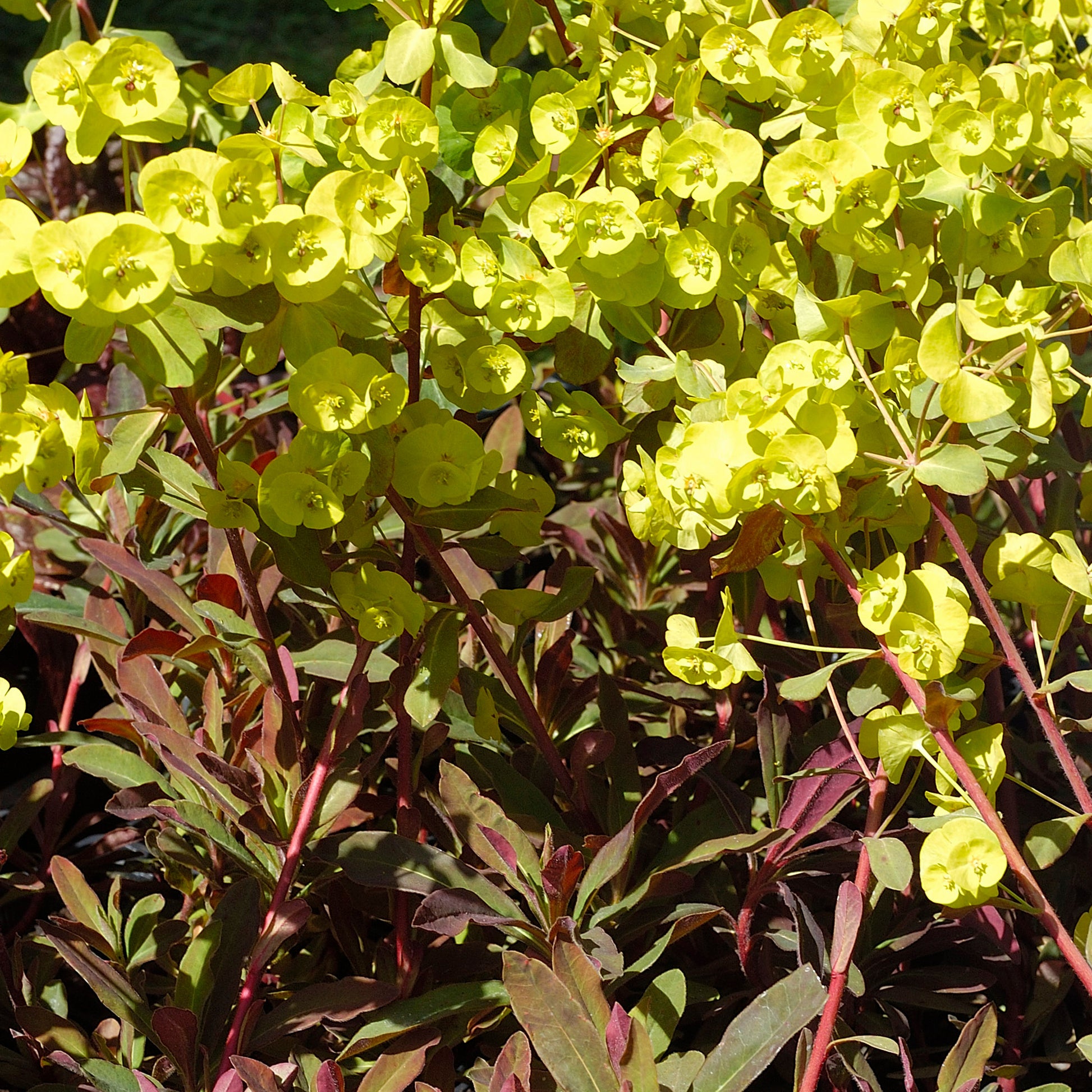 Euphorbia amygdaloides purpurea - Purpur-Wolfsmilch - Wolfsmilch  