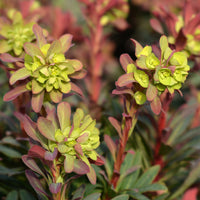Verkauf Purpur-Wolfsmilch - Euphorbia amygdaloides purpurea