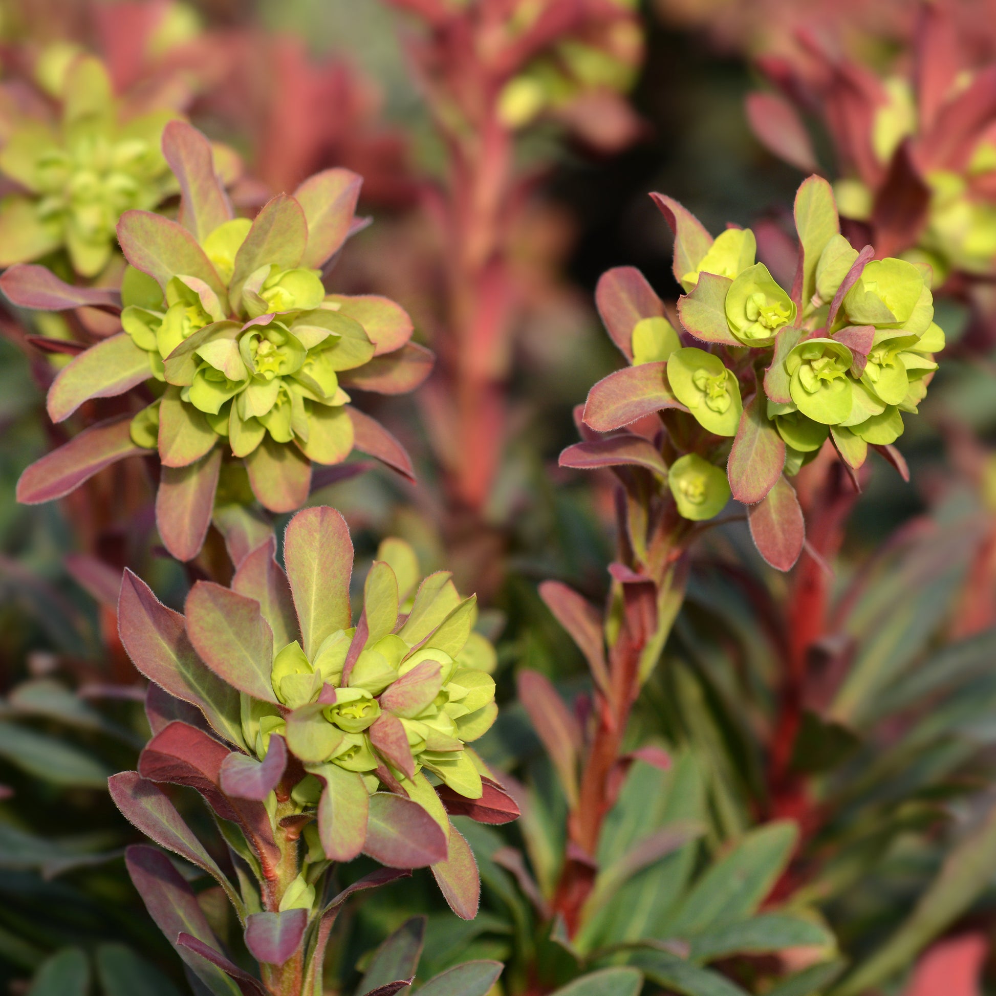 Verkauf Purpur-Wolfsmilch - Euphorbia amygdaloides purpurea