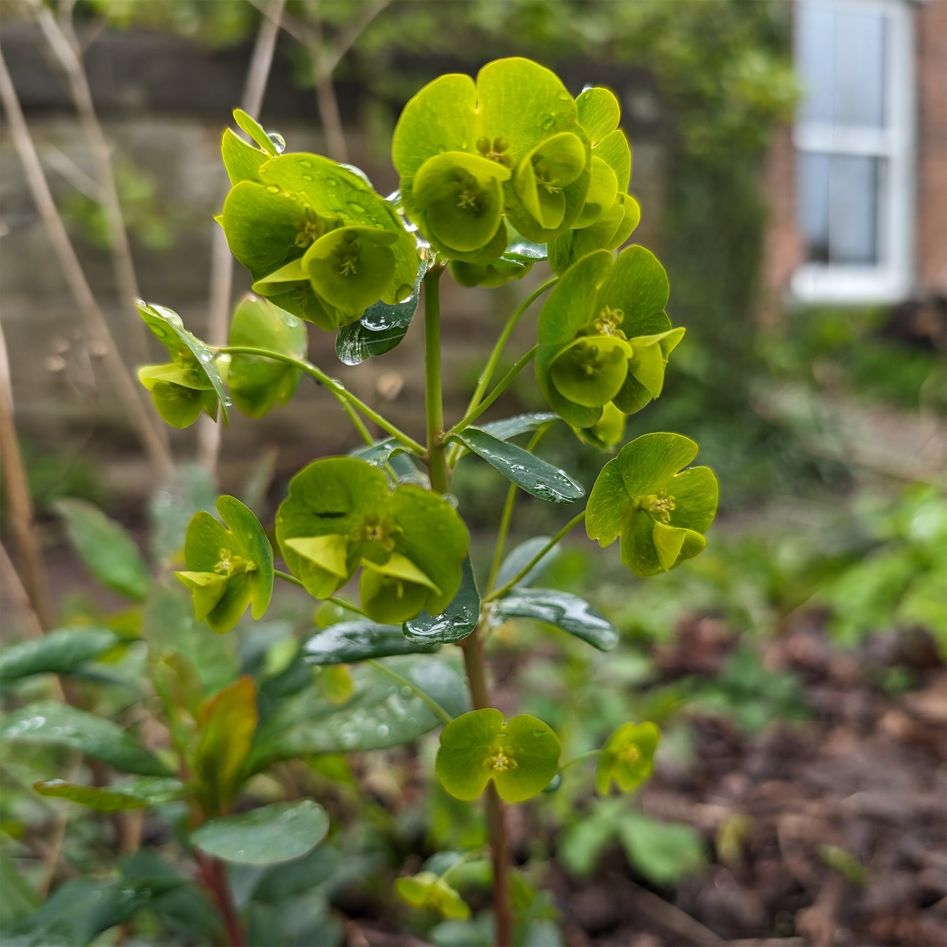 Mandel-Wolfsmilch ‘Robbiae’ - Euphorbia amygdaloides subsp. robbiae - Bakker