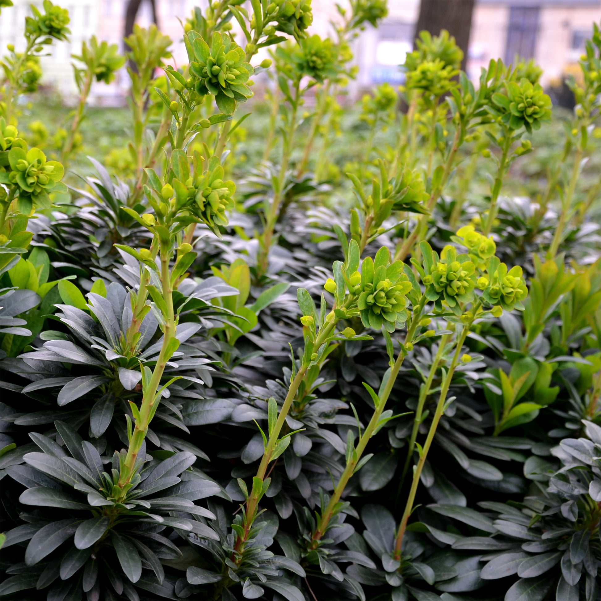 Euphorbia amygdaloides subsp. robbiae - Mandel-Wolfsmilch ‘Robbiae’ - Wolfsmilch  