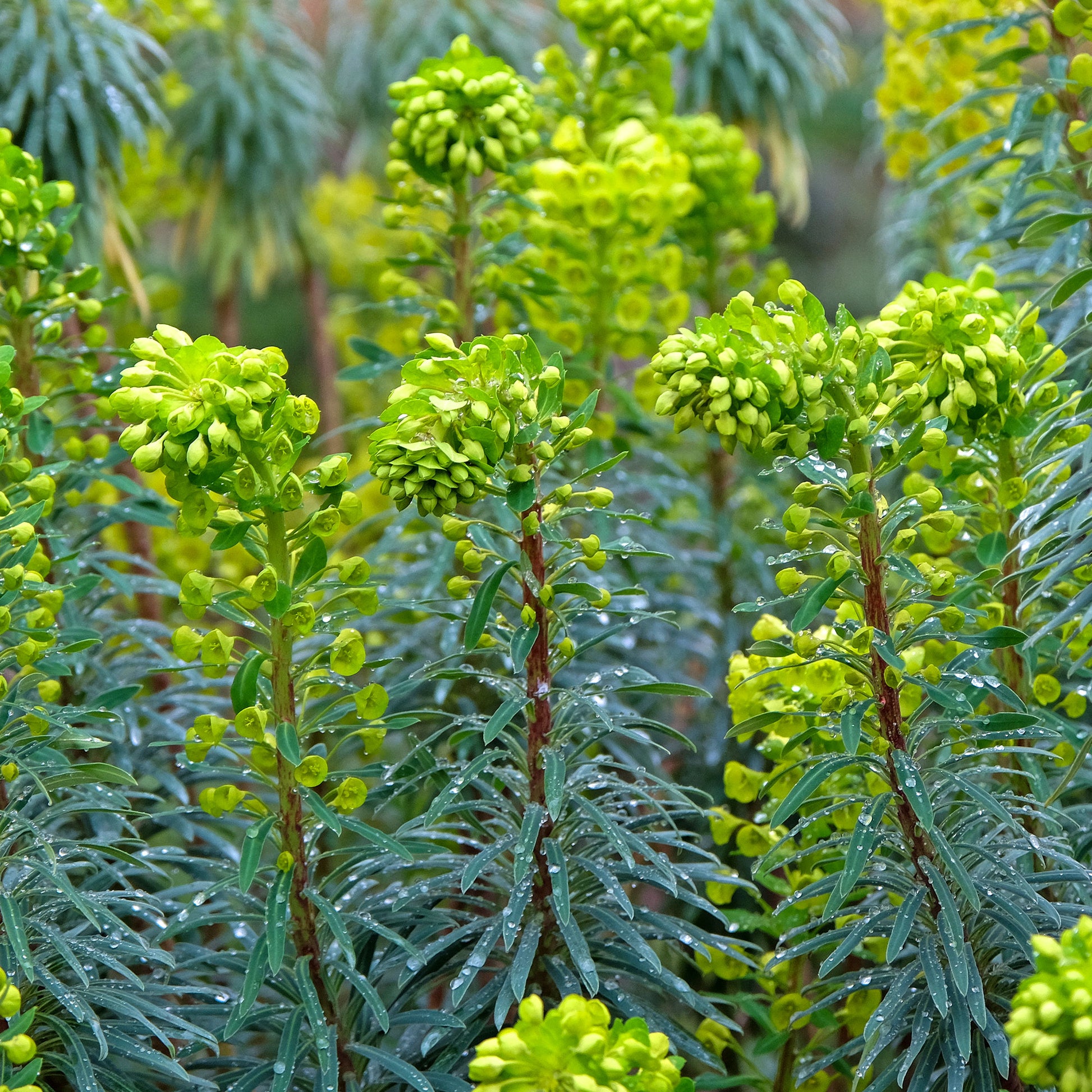 Verkauf Walzen-Wolfsmilch ‘Blue Wonder’ - Euphorbia characias blue wonder
