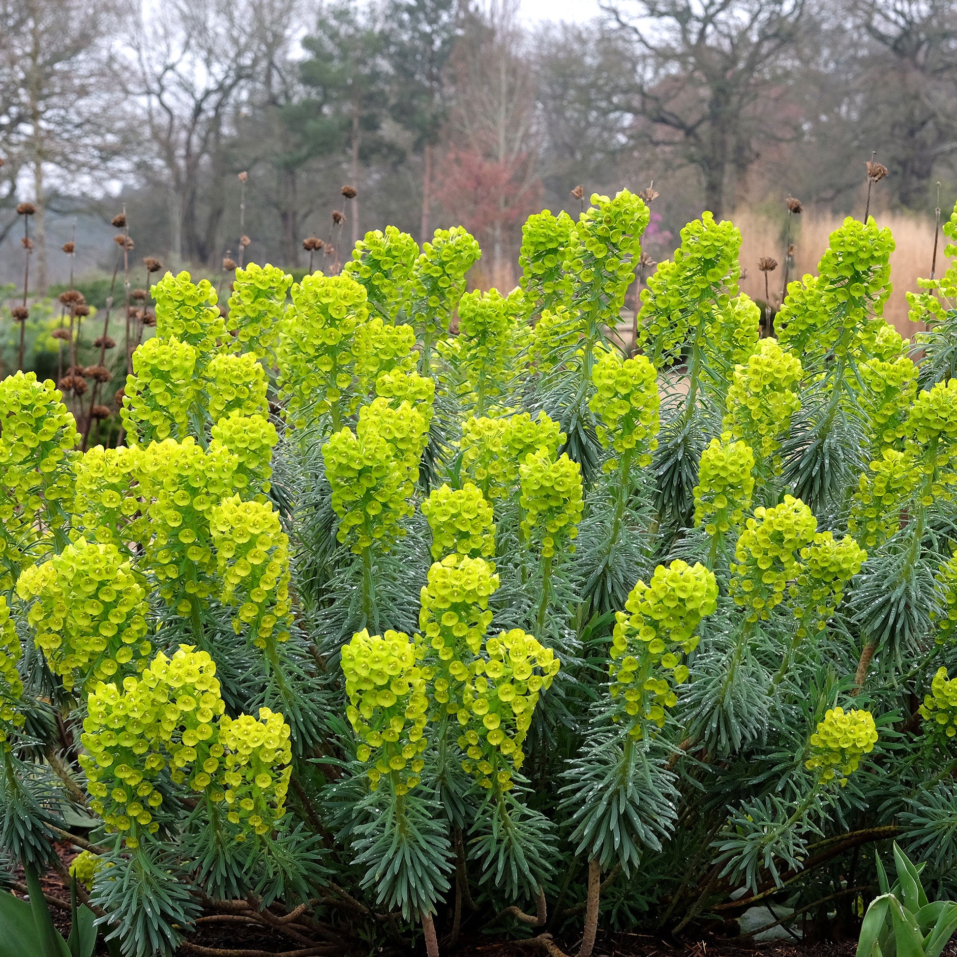 Walzen-Wolfsmilch ‘Blue Wonder’ - Bakker
