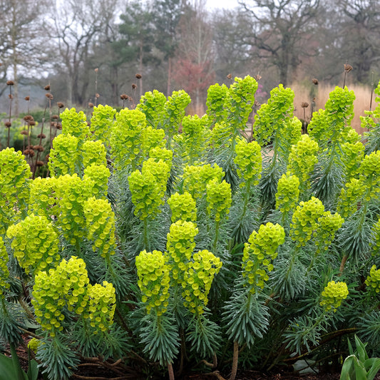 Walzen-Wolfsmilch ‘Blue Wonder’ - Bakker