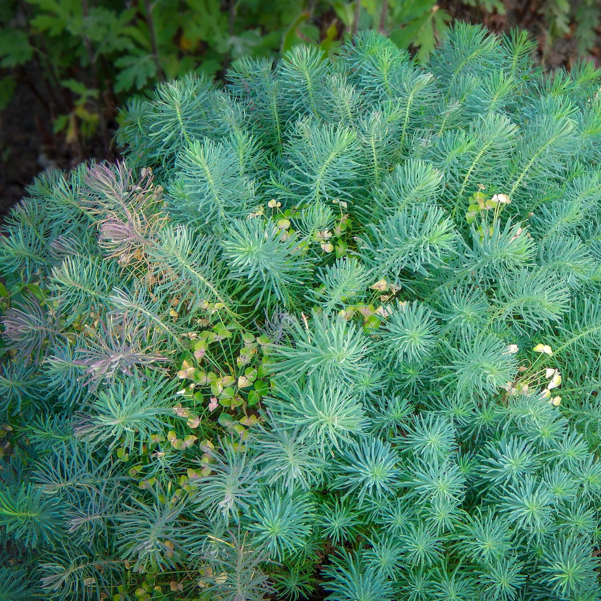 Verkauf Zypressen-Wolfsmilch Clarice Howard - Euphorbia cyparissias clarice howard