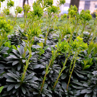 Mandel-Wolfsmilch - Euphorbia amygdaloides Robbiae - Bakker