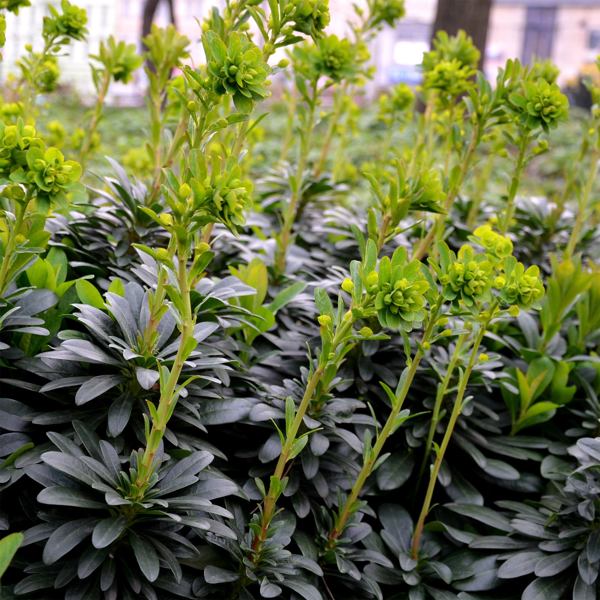 Mandel-Wolfsmilch - Euphorbia amygdaloides Robbiae - Bakker