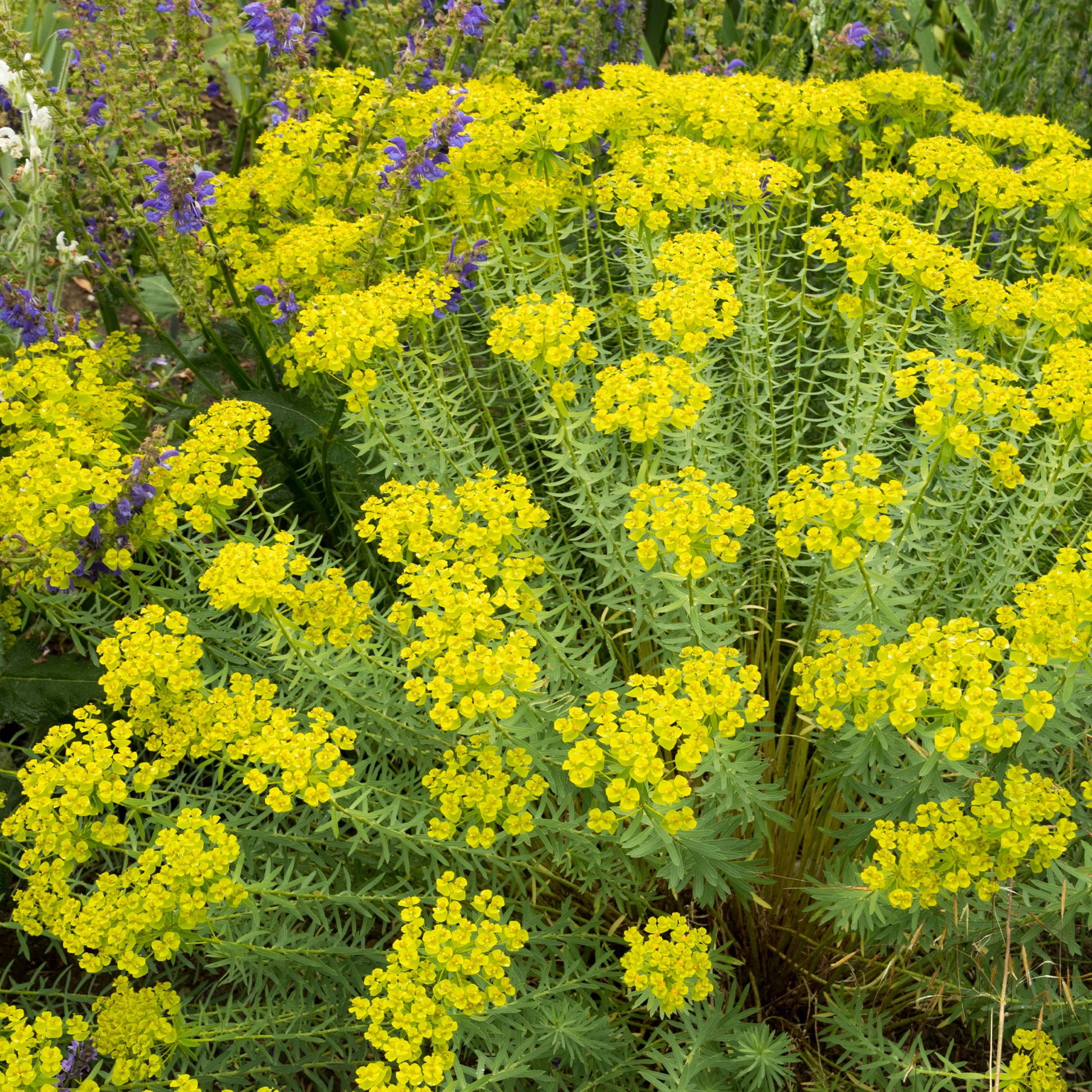 Euphorbia seguieriana subsp. niciciana - Sibirische Wolfsmilch - Wolfsmilch  