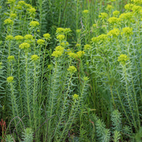 Sibirische Wolfsmilch - Euphorbia seguieriana subsp. niciciana - Bakker
