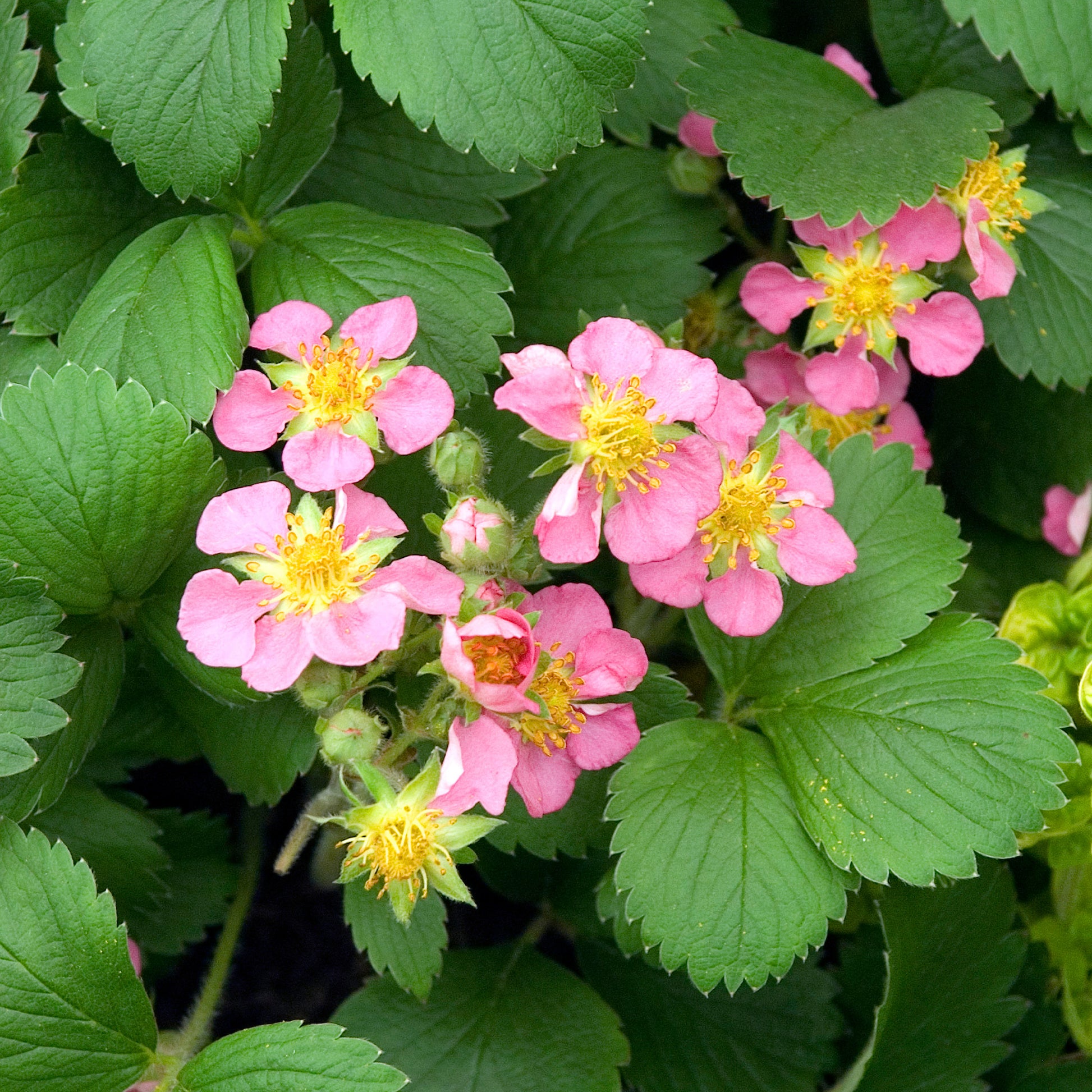 Zier-Erdbeere 'Pink Panda' - Fragaria comarum Pink Panda - Bakker