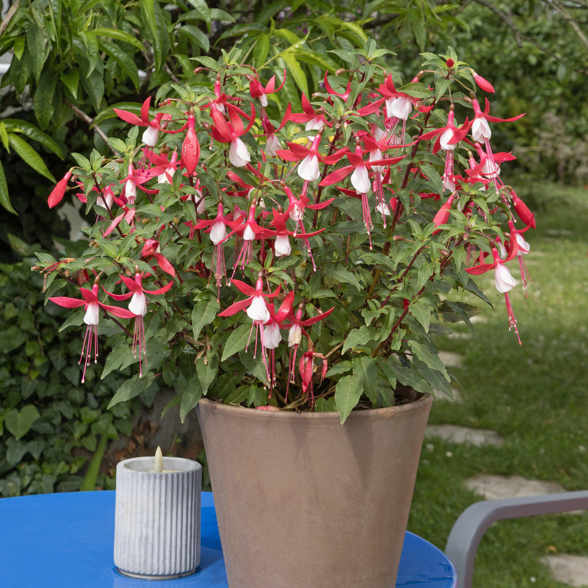 Fuchsia Madame Cornelissen - Bakker