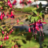 Verkauf Fuchsie ‘Riccartonii’ - Fuchsia magellanica Riccartonii