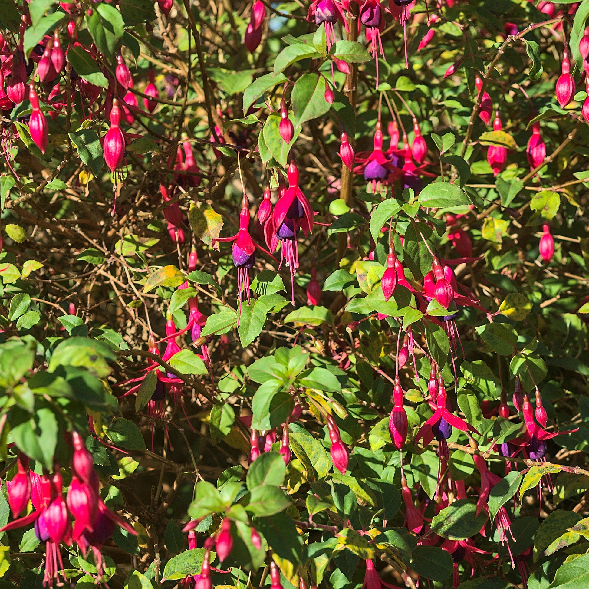 Verkauf Fuchsie ‘Riccartonii’