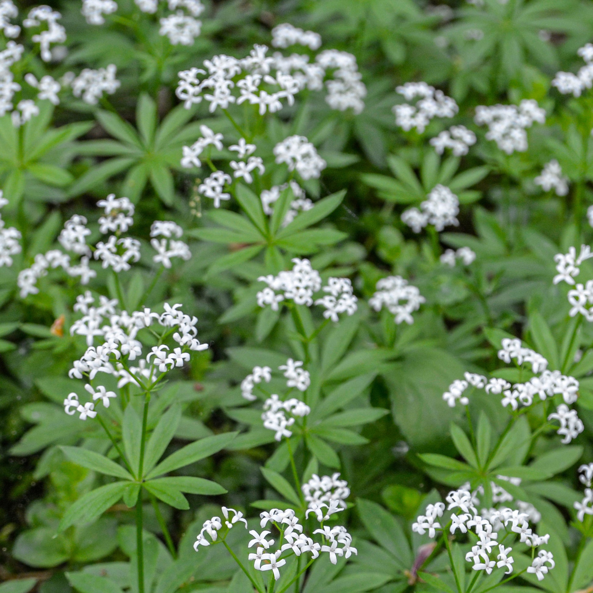 Waldmeister - Galium odoratum - Bakker