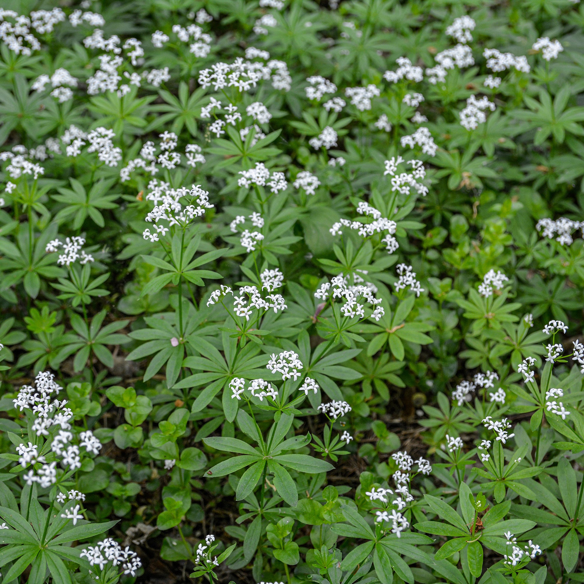 Waldmeister - Bakker
