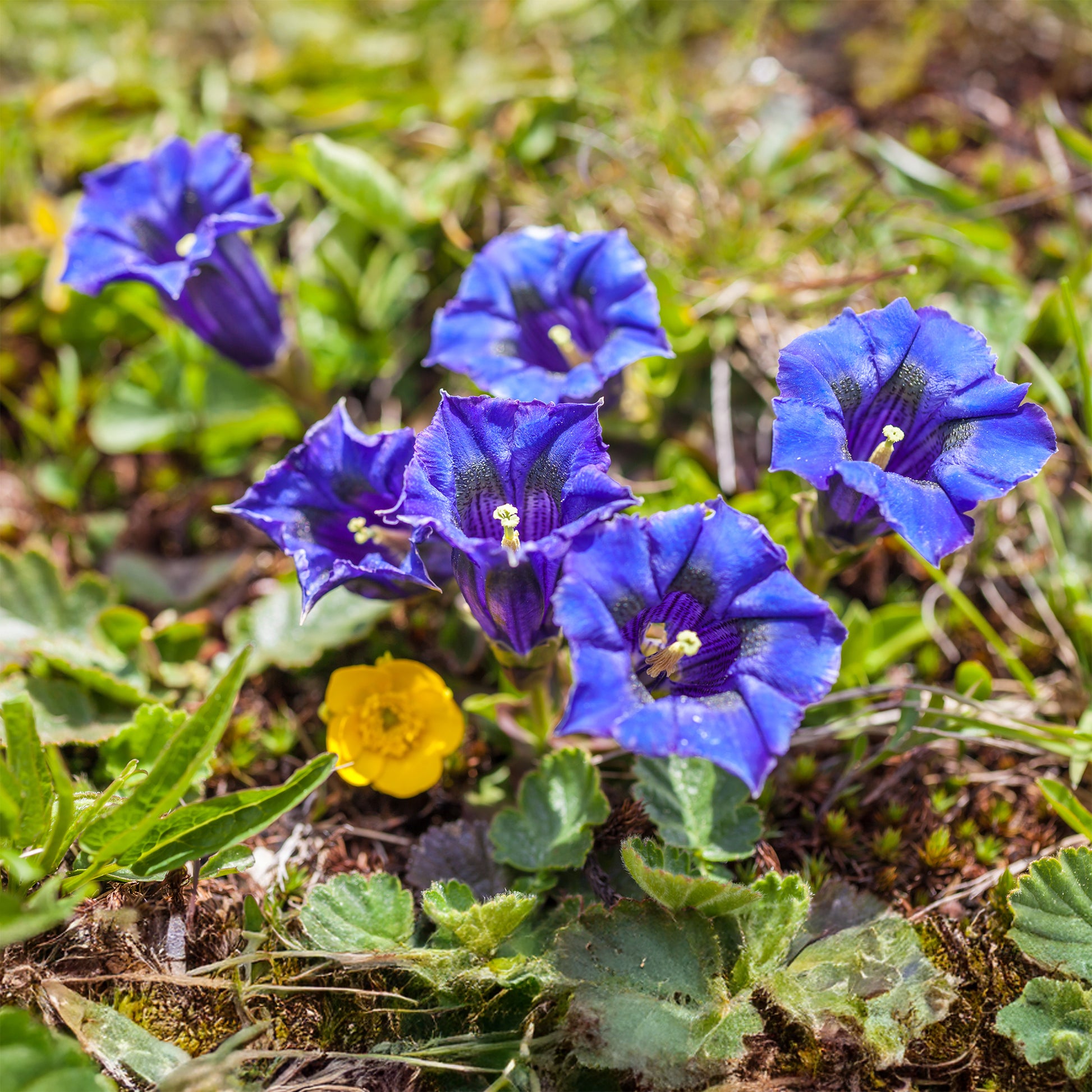 Gentiana acaulis - Kiesel-Glocken-Enzian - Blühende Stauden