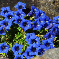 Kiesel-Glocken-Enzian - Gentiana acaulis - Bakker