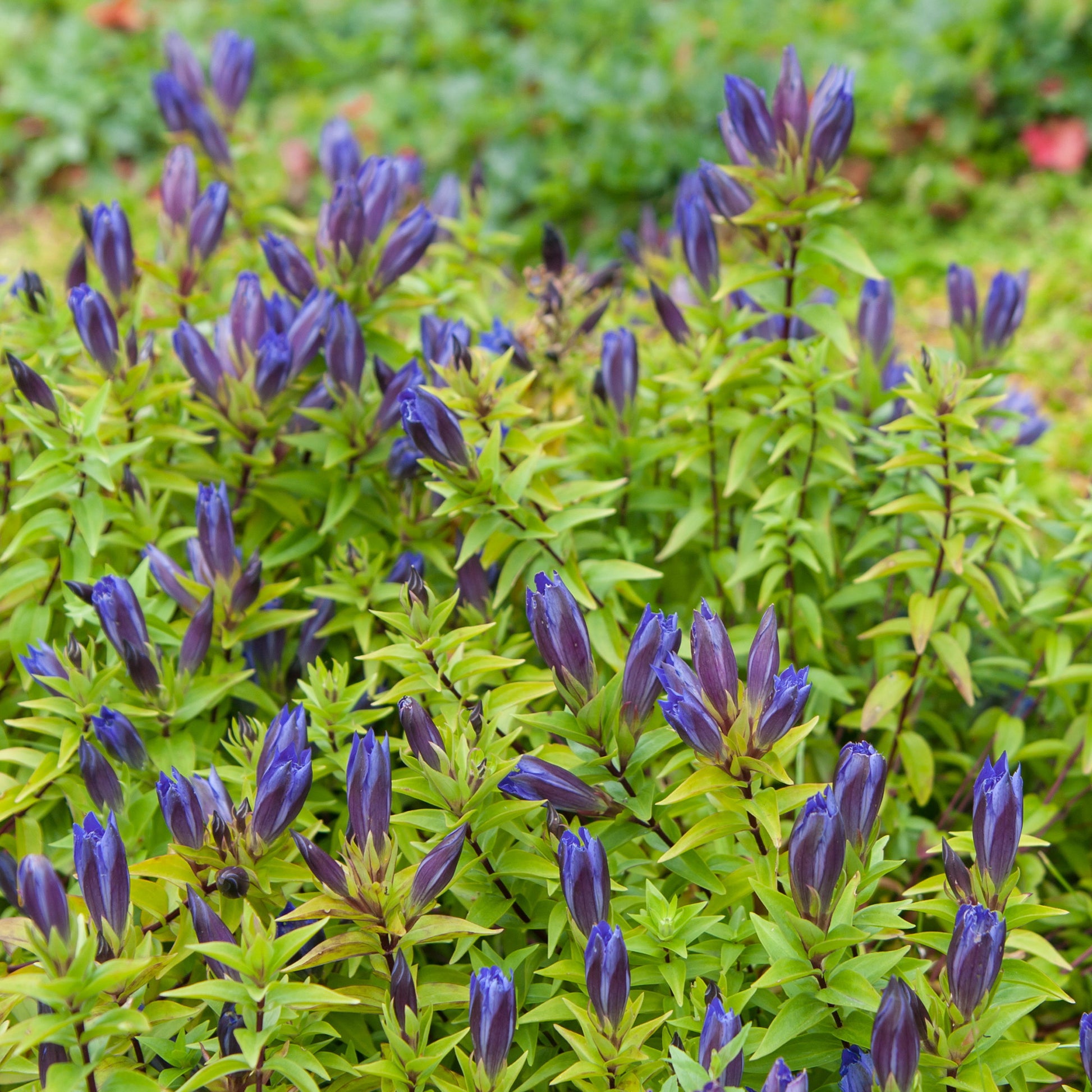 Sommer-Enzian - Gentiana septemfida - Bakker