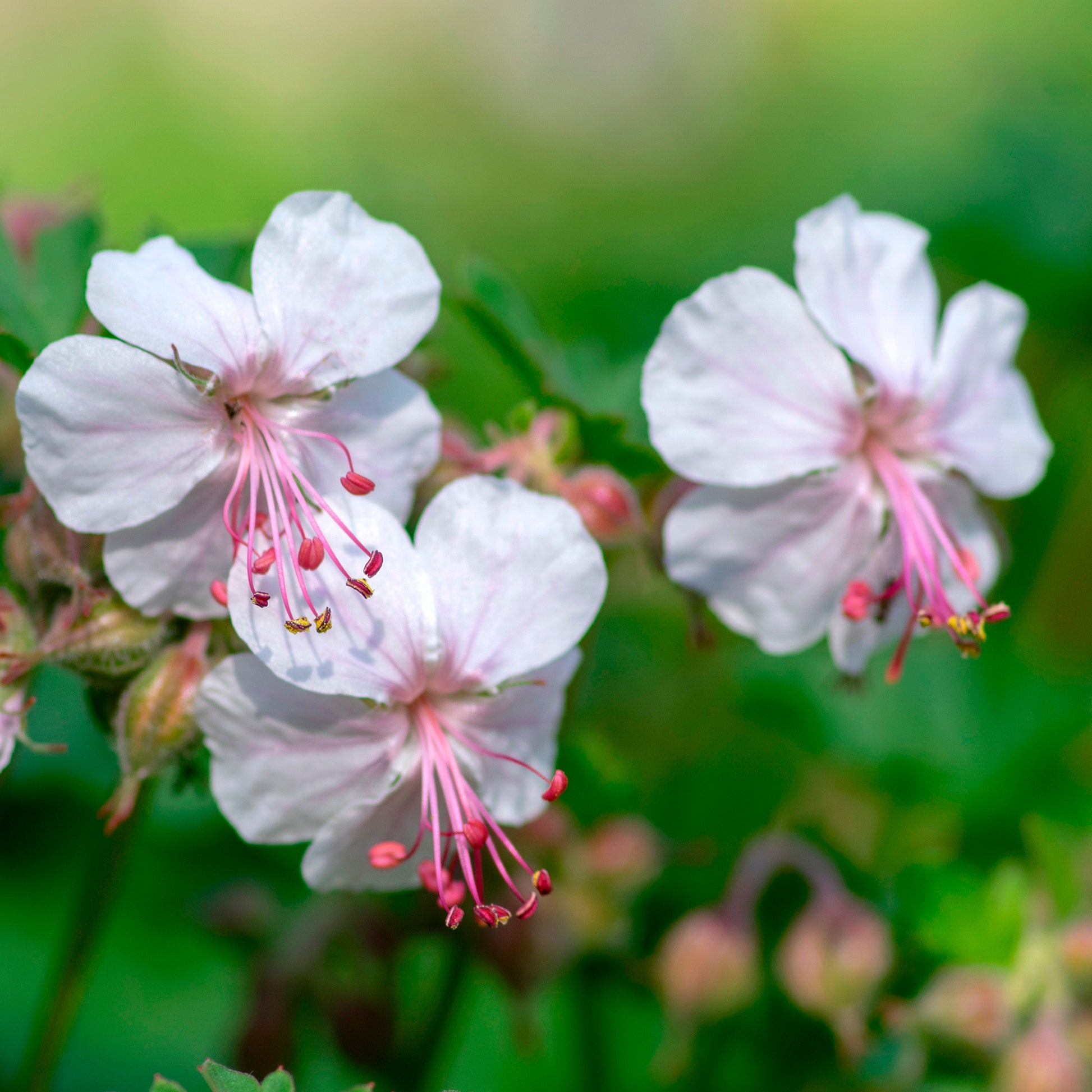 Storchschnabel ‘St Ola’ - Geranium x cantabrigiense st ola - Bakker
