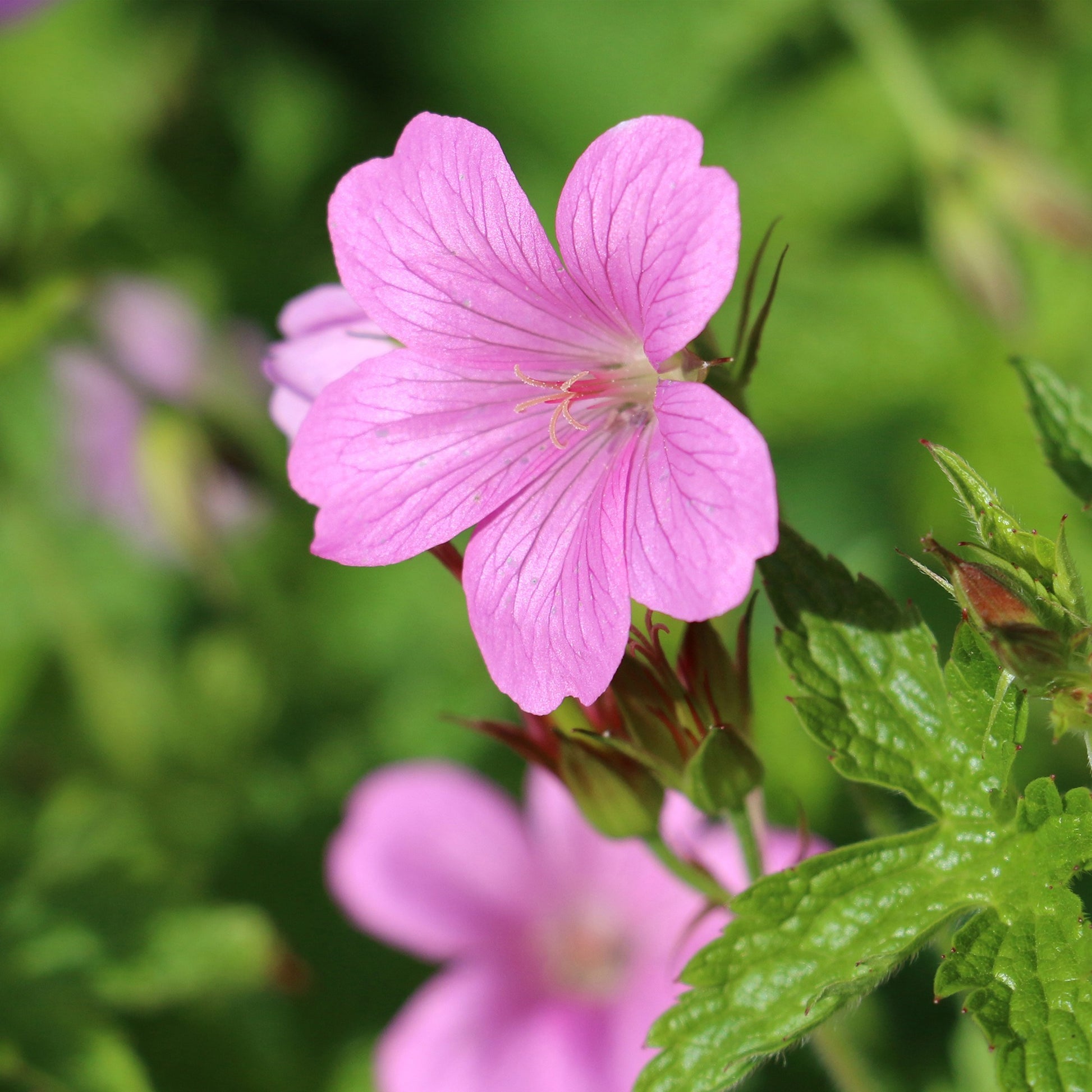 Geranium endressii - Endress-Storchschnabel - Geranien
