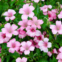 Geranien - Endress-Storchschnabel - Geranium endressii