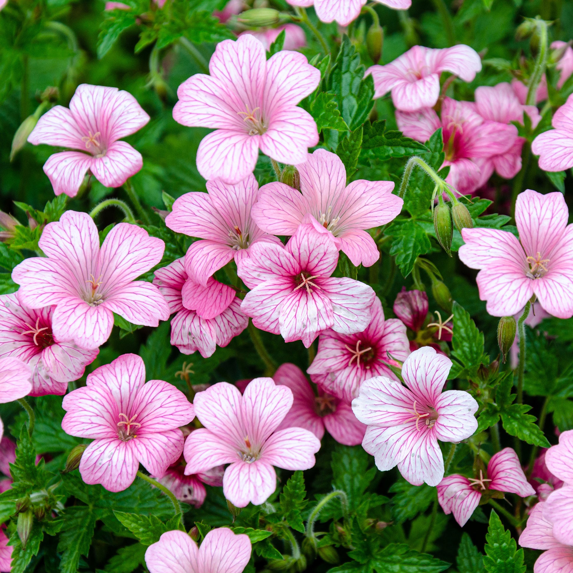 Geranien - Endress-Storchschnabel - Geranium endressii
