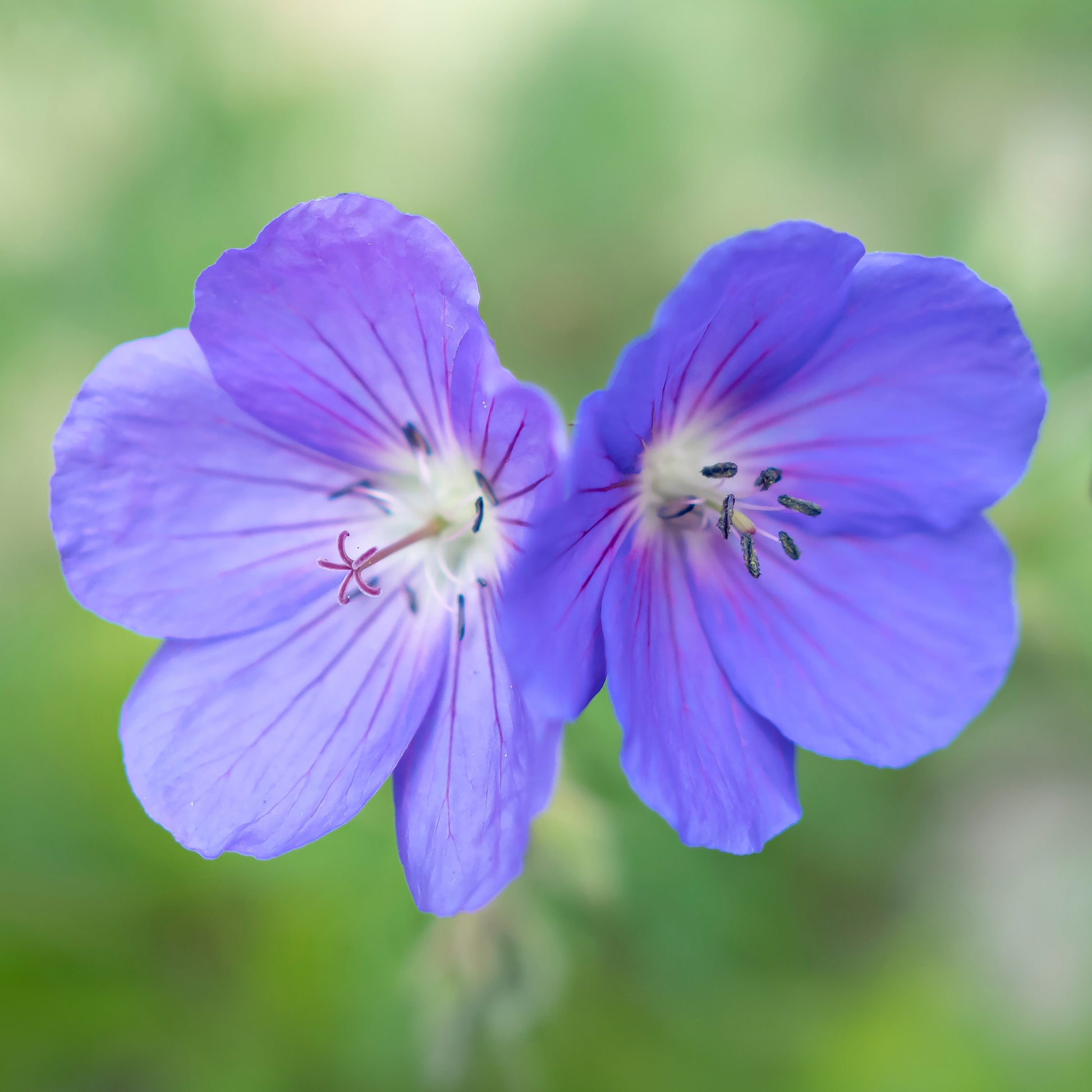 Geranium brookside - Geranium Brookside - Geranien