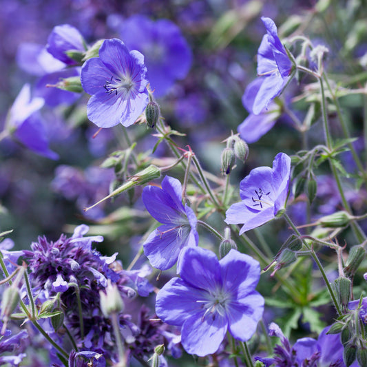Geranium Brookside - Bakker
