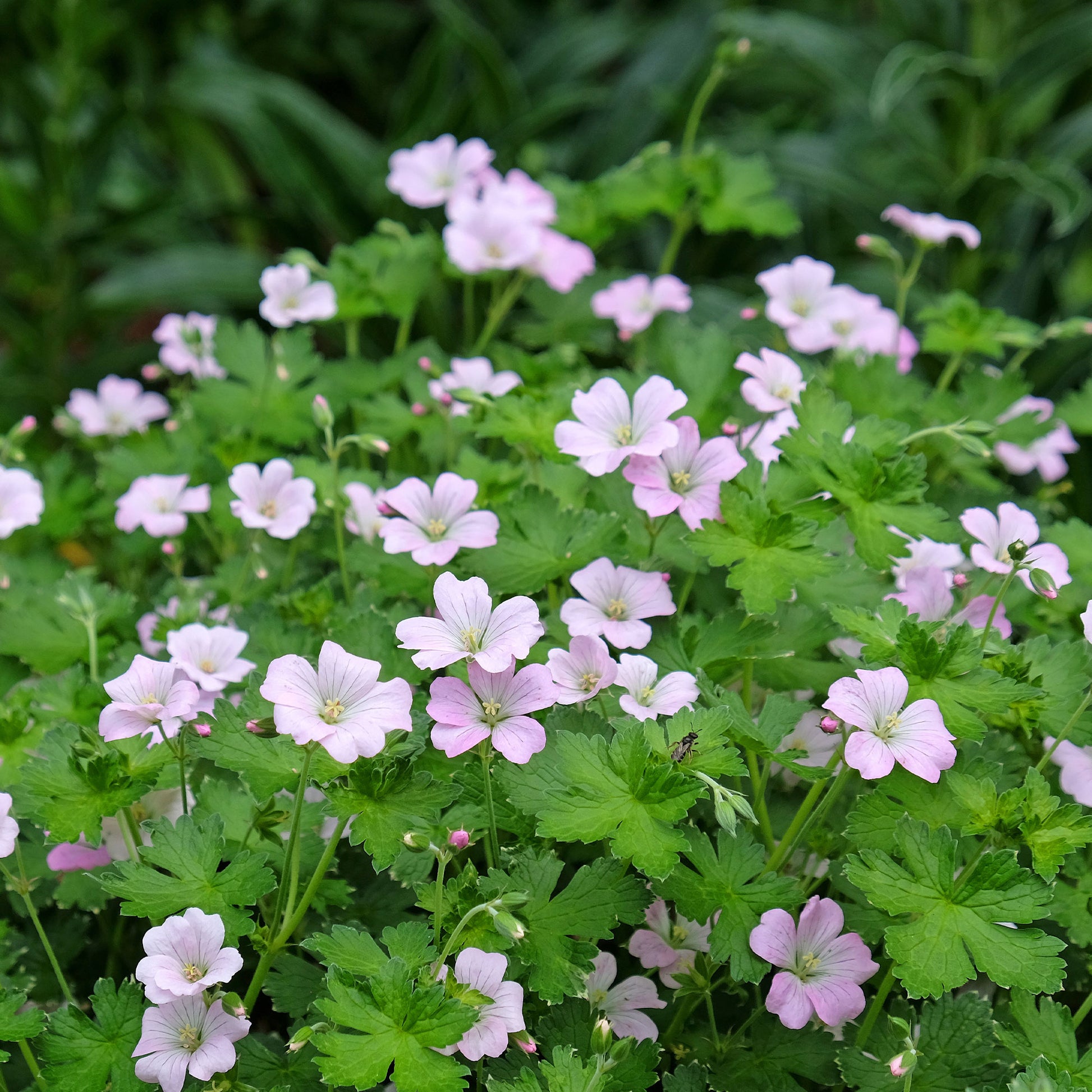Geranien - Geranie Dreamland - Geranium bremdream dreamland