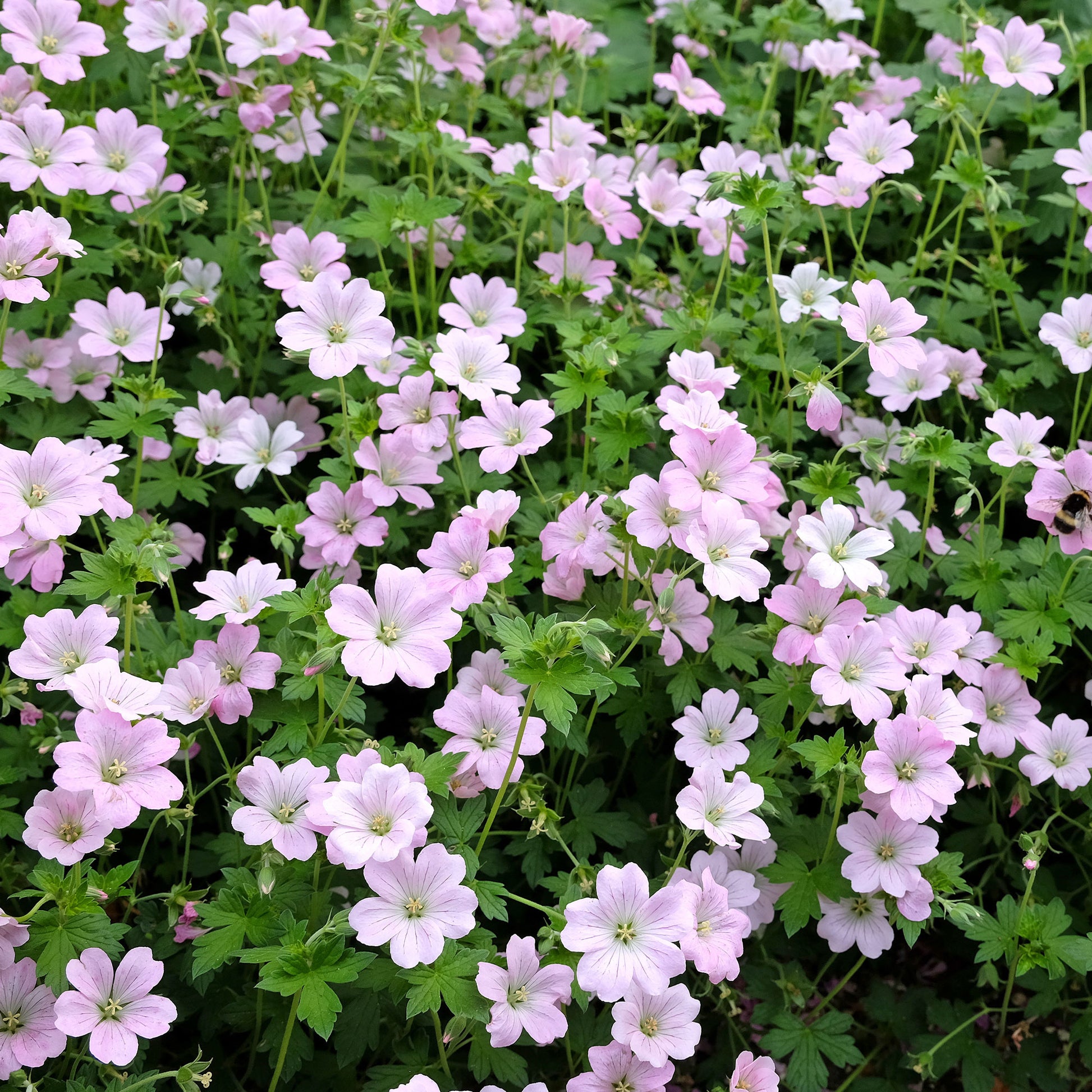Geranie Dreamland - Geranium bremdream dreamland - Bakker