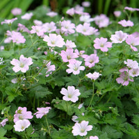 Geranium bremdream dreamland - Geranie Dreamland - Geranien