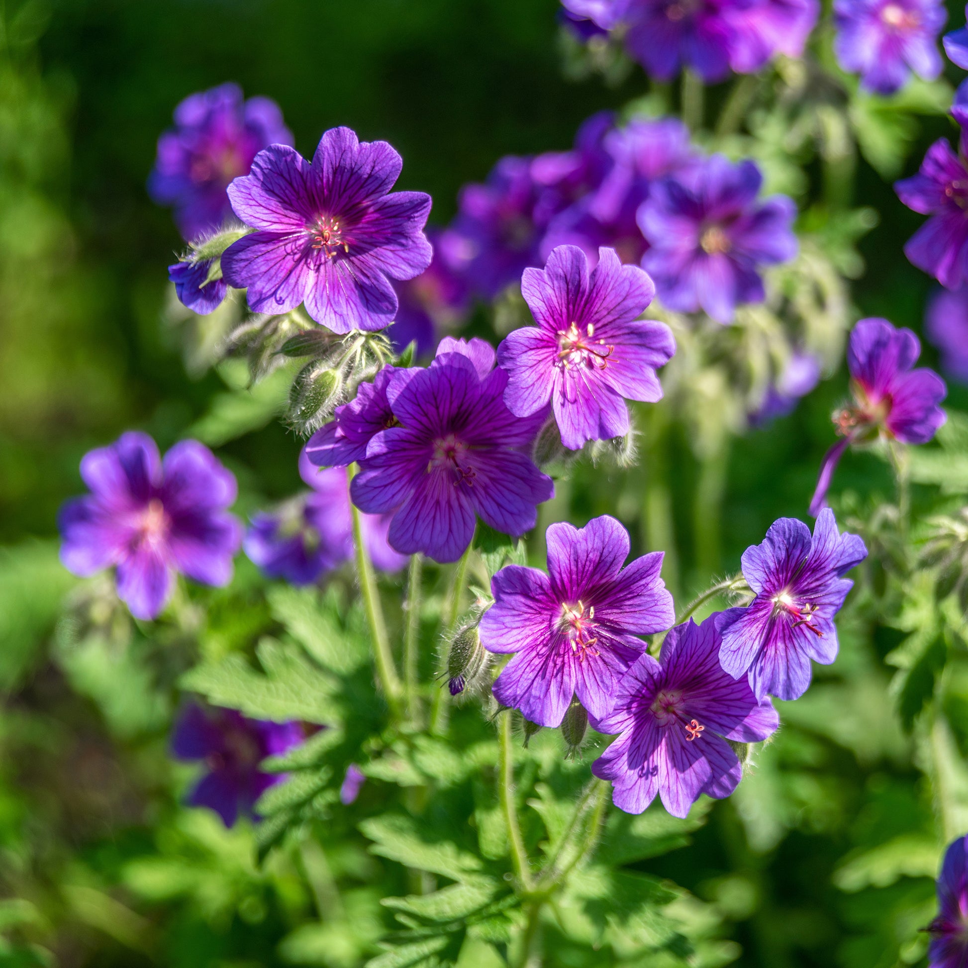 Geranium ibericum - Iberischer Storchschnabel - Geranien
