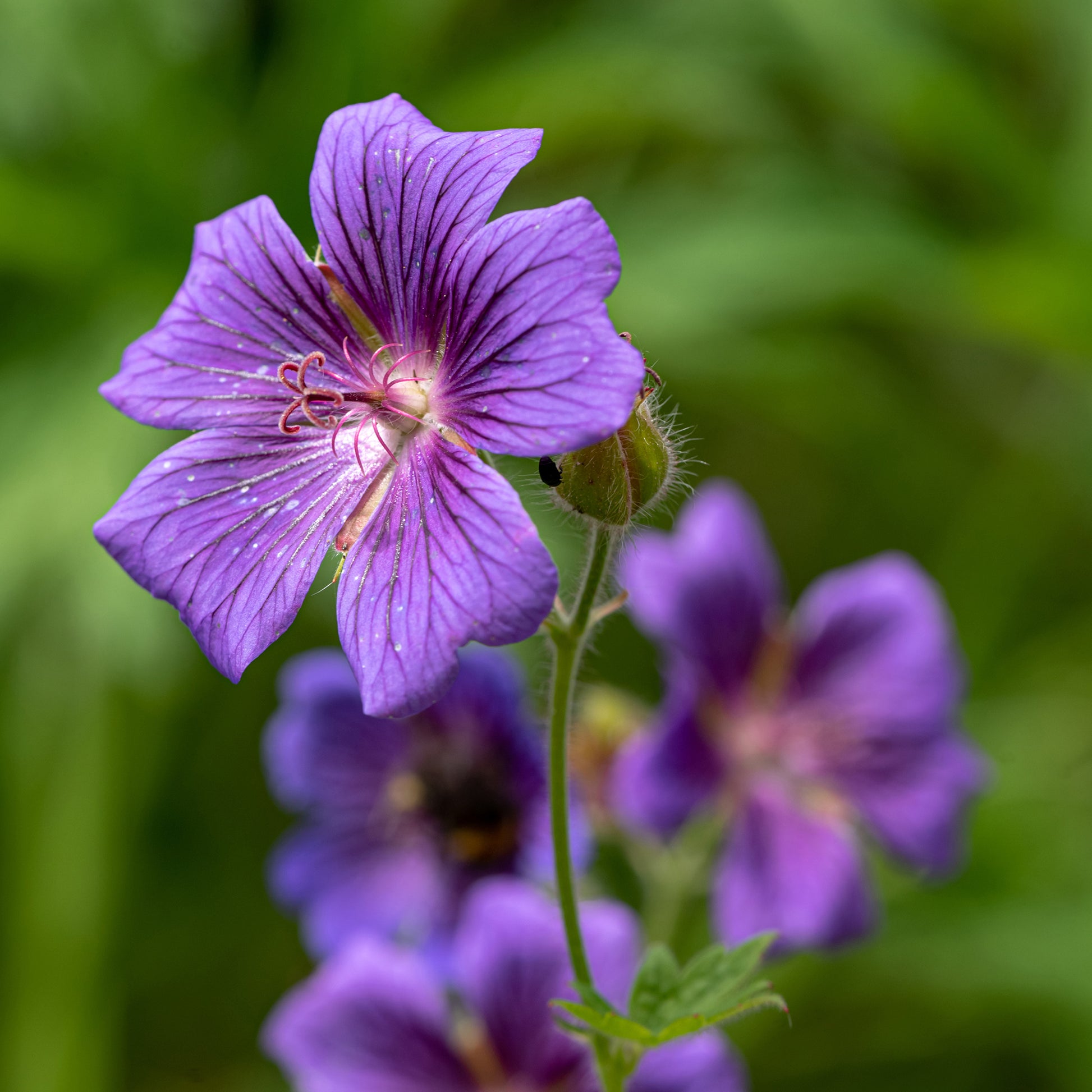Iberischer Storchschnabel - Geranium ibericum - Bakker