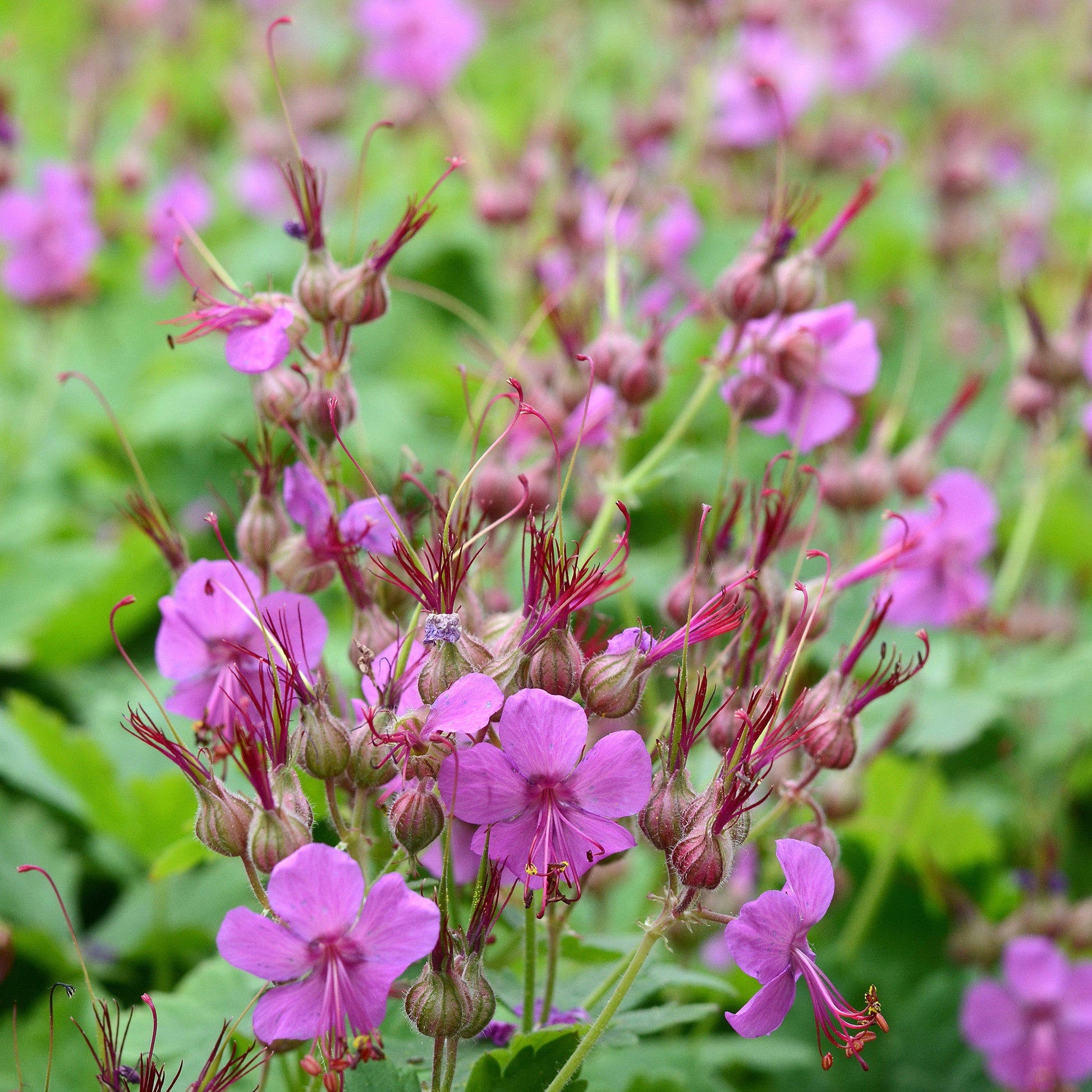 Balkan-Storchschnabel Czakor - Geranium macrorrhizum Czakor - Bakker
