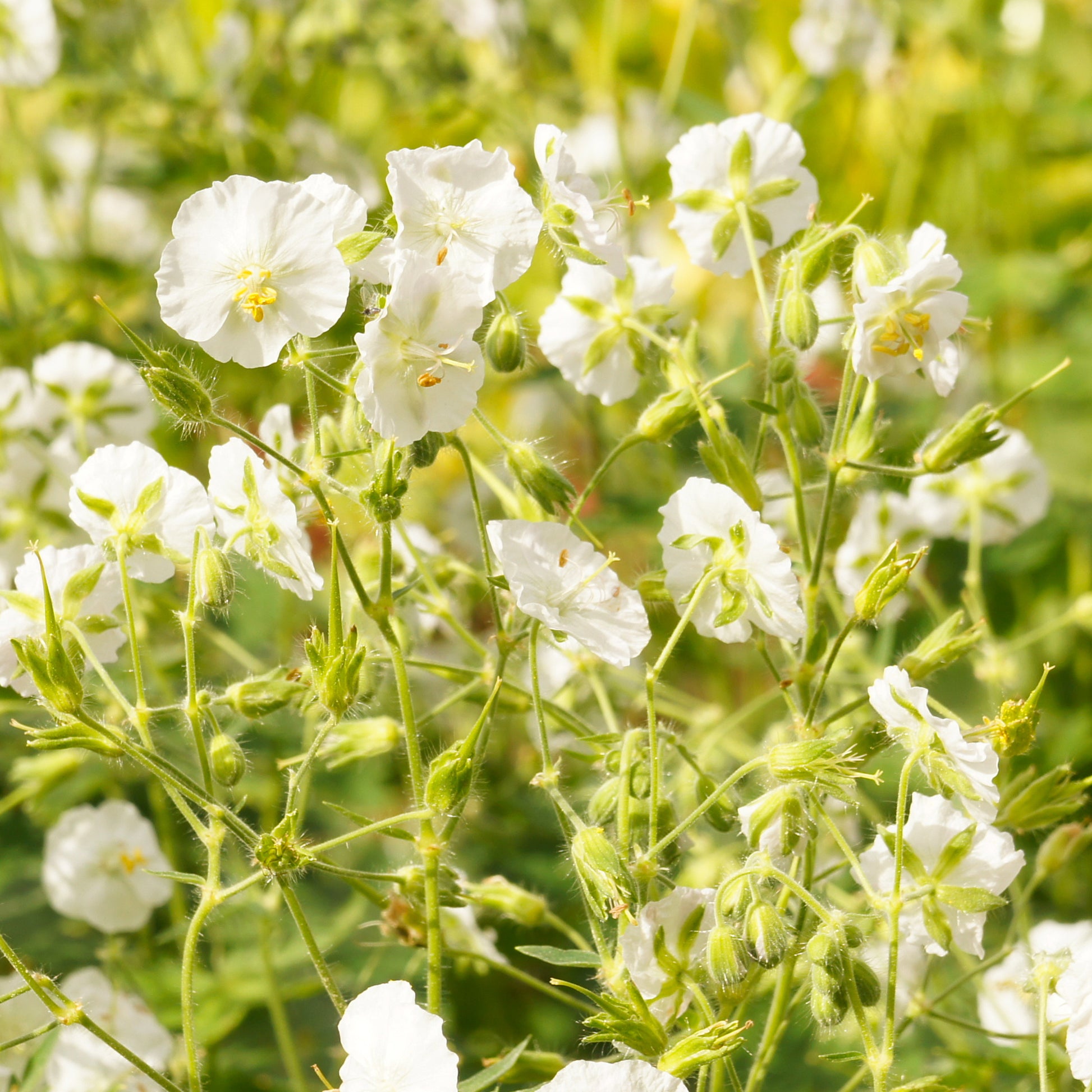 Storchschnabel ‘Album’ - Geranium phaeum album - Bakker