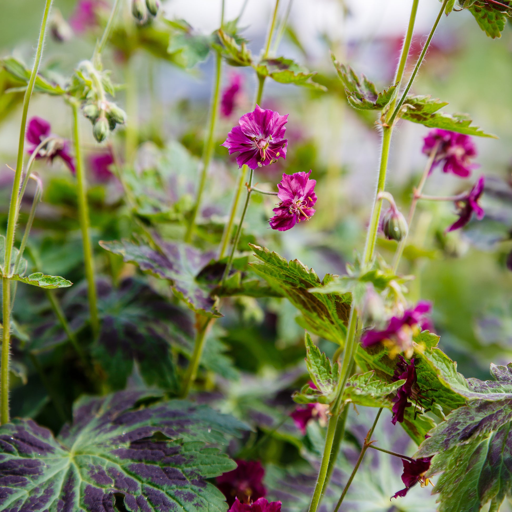 Geranium phaeum samobor - Brauner Storchschnabel Samobor - Geranien