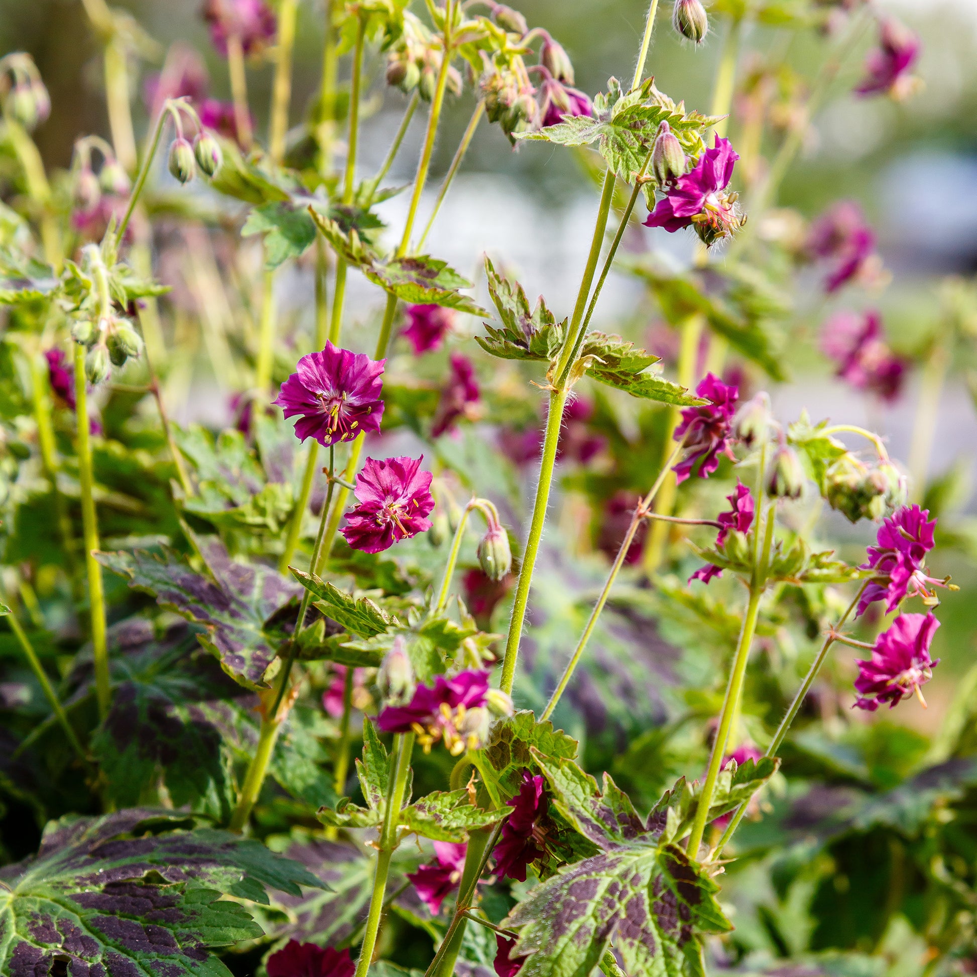 Brauner Storchschnabel Samobor - Geranium phaeum samobor - Bakker