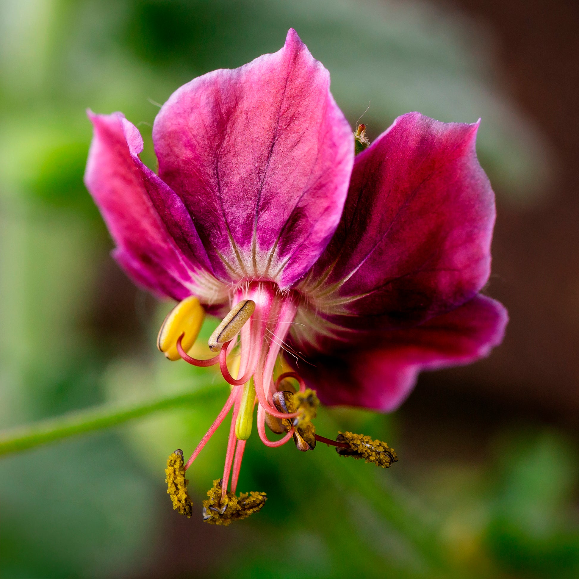 Geranien - Brauner Storchschnabel Samobor - Geranium phaeum samobor