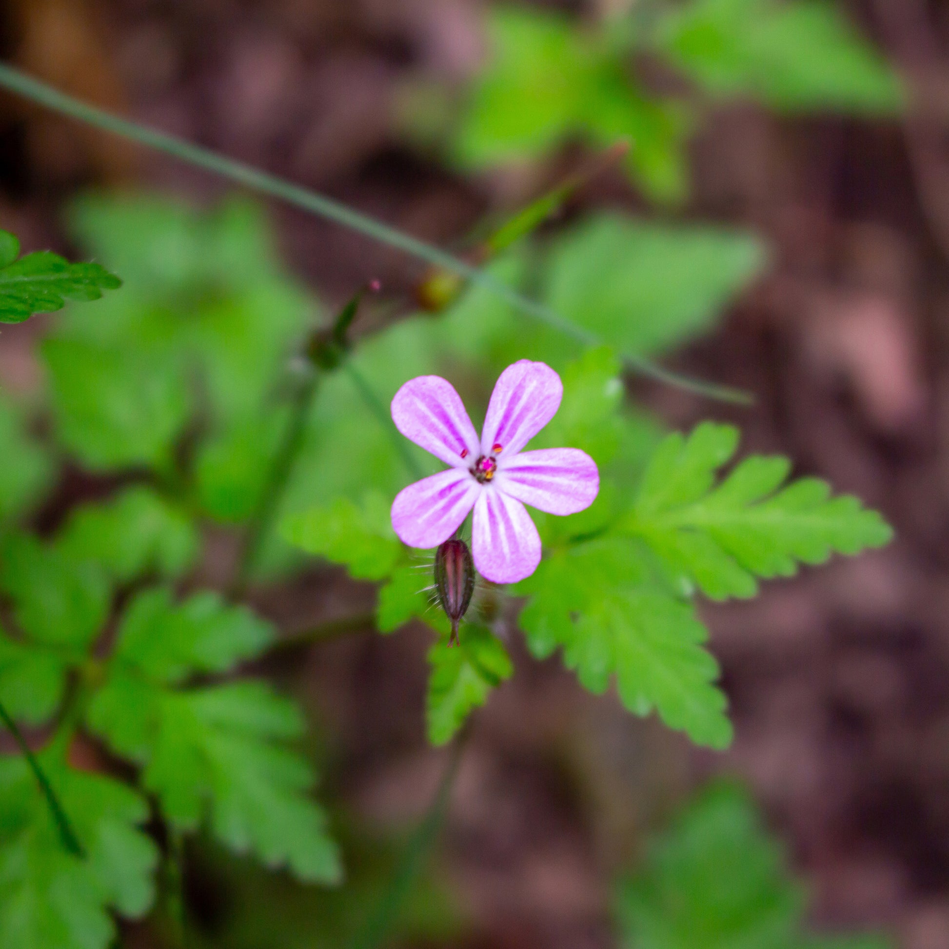 Ruprechtskraut - Geranium robertianum - Bakker