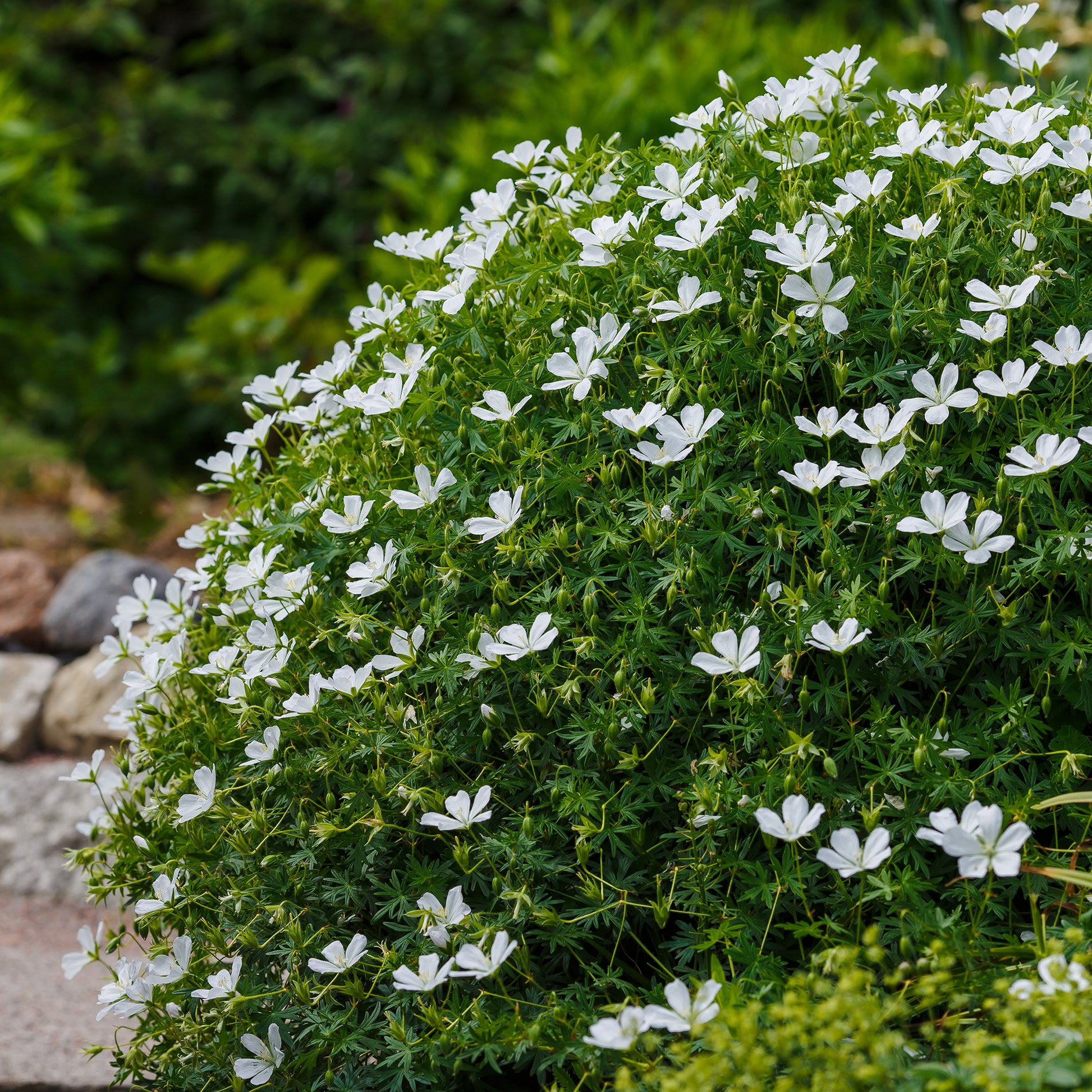 Geranium sanguineum Album - Blutroter Storchschnabel 'Album' - Geranien