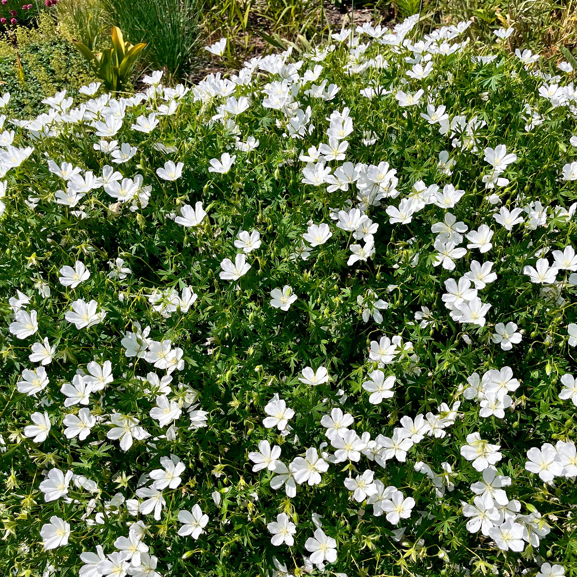 Blutroter Storchschnabel 'Album' - Geranium sanguineum Album - Bakker