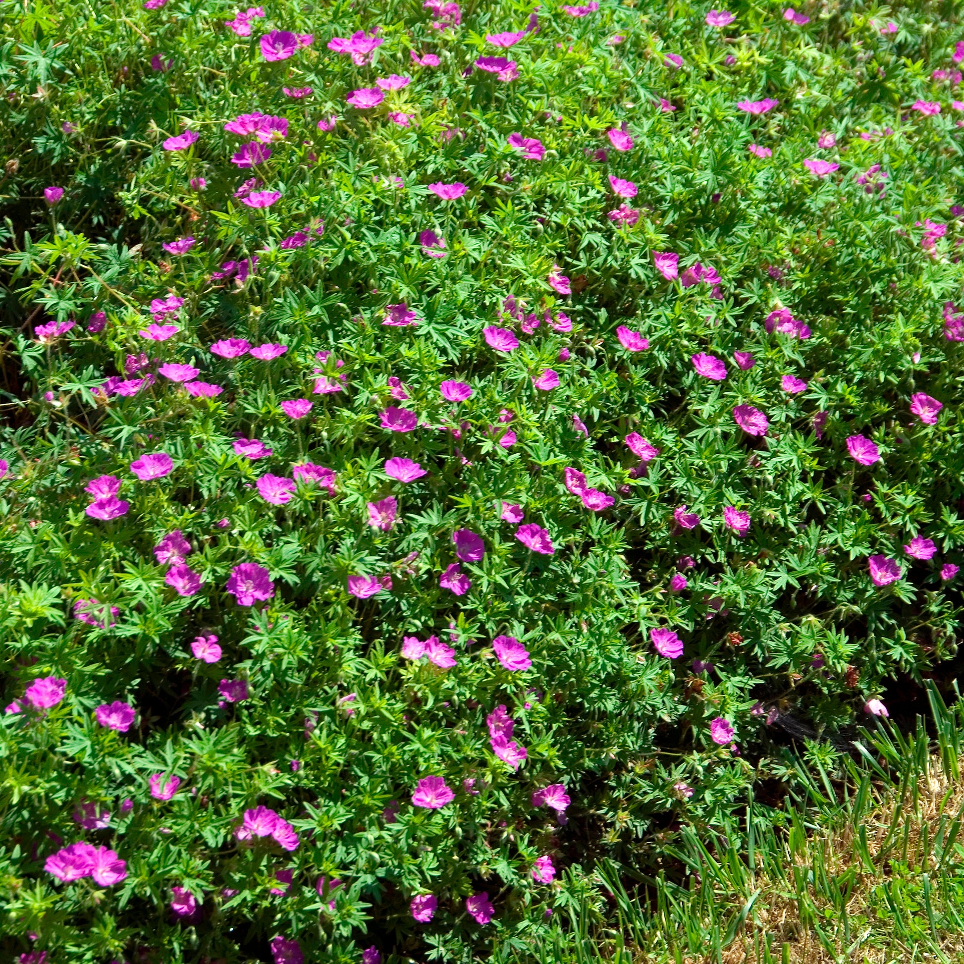 Blut-Storchschnabel Compactum - Geranium sanguineum compactum - Bakker